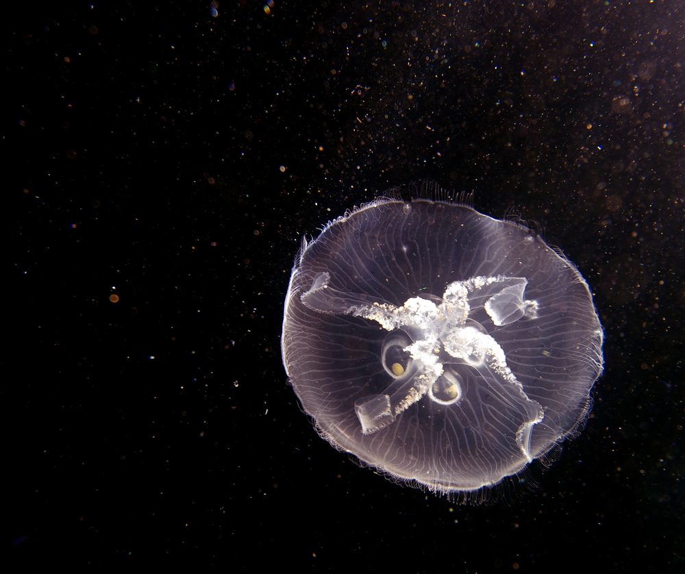Depositphotos