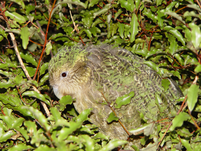 Mnolf, CC BY-SA 3.0 via Wikimedia Commons