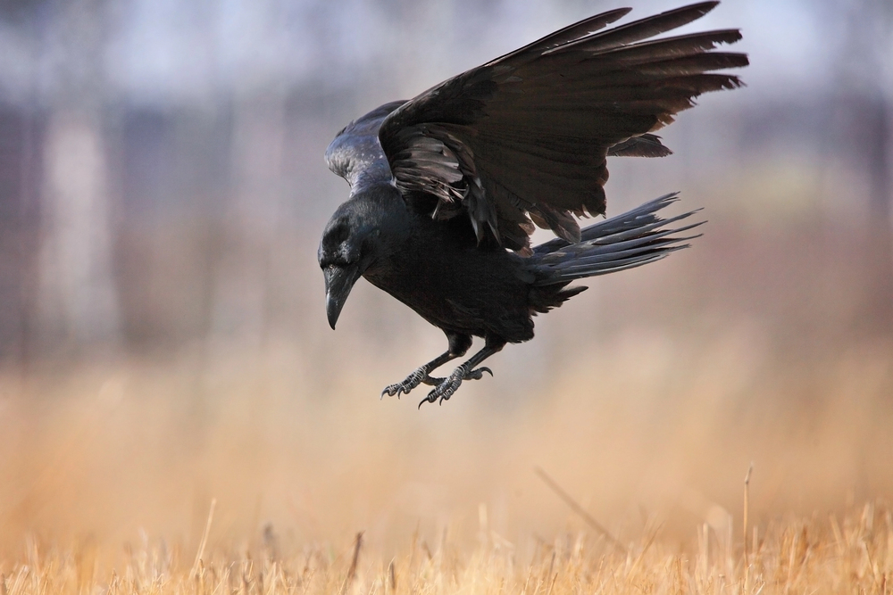 Depositphotos