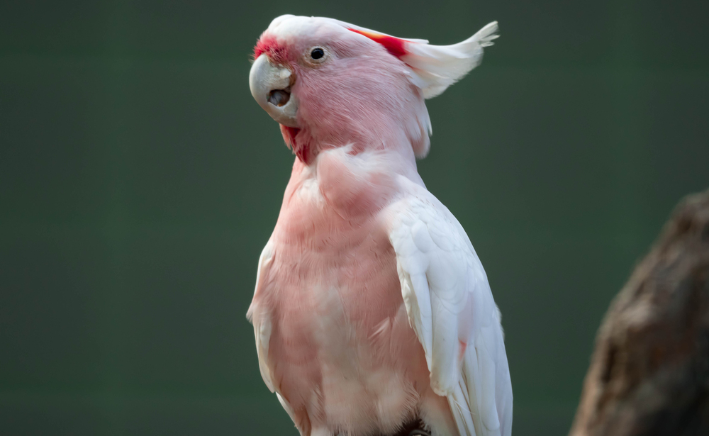 Depositphotos.com