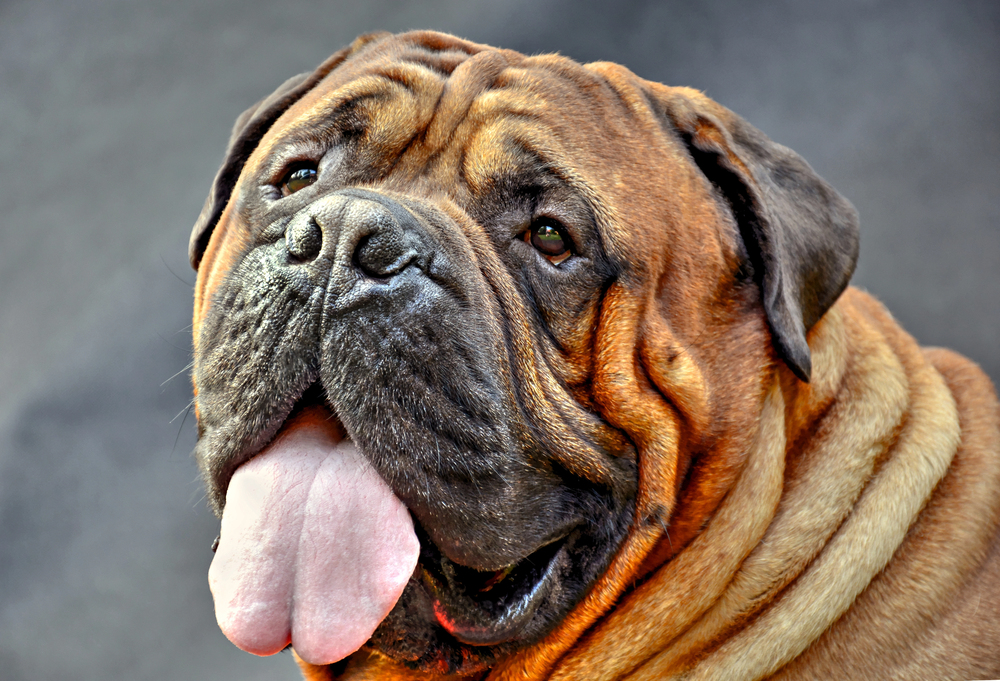 Depositphotos.com