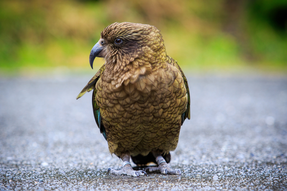Depositphotos