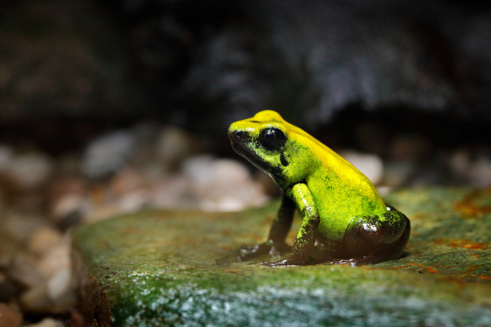 Depositphotos