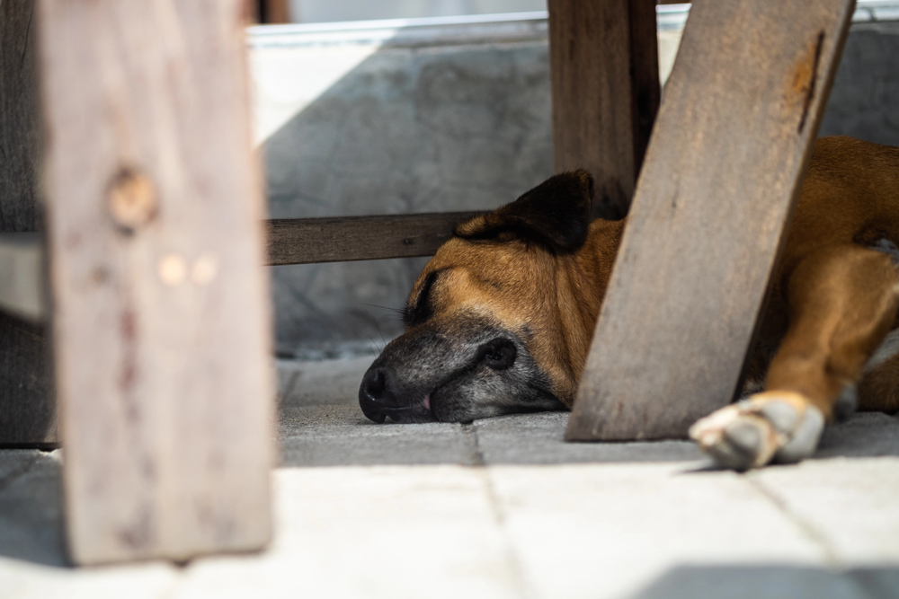 Depositphotos