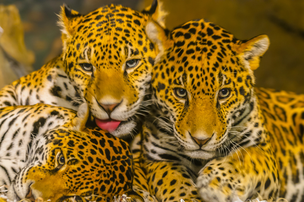 Depositphotos