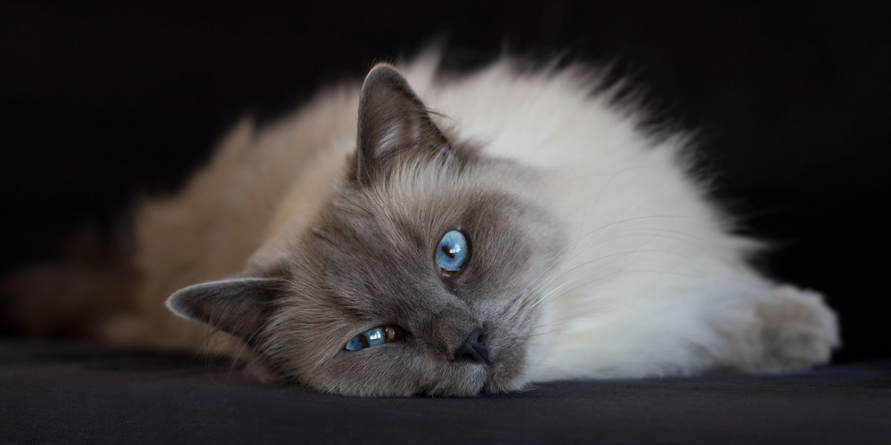 Depositphotos