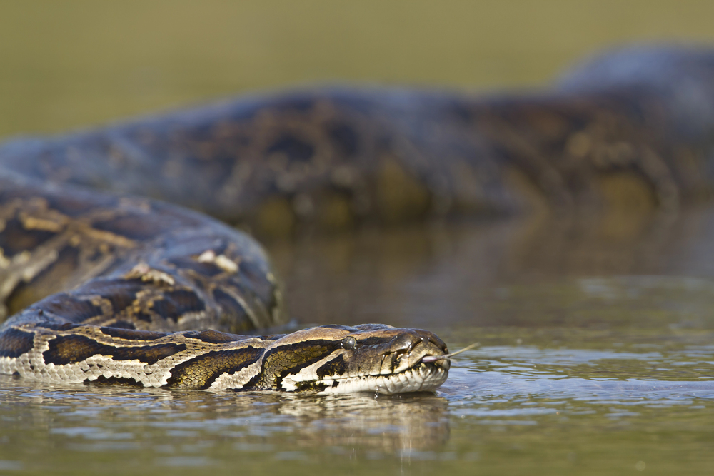 Depositphotos