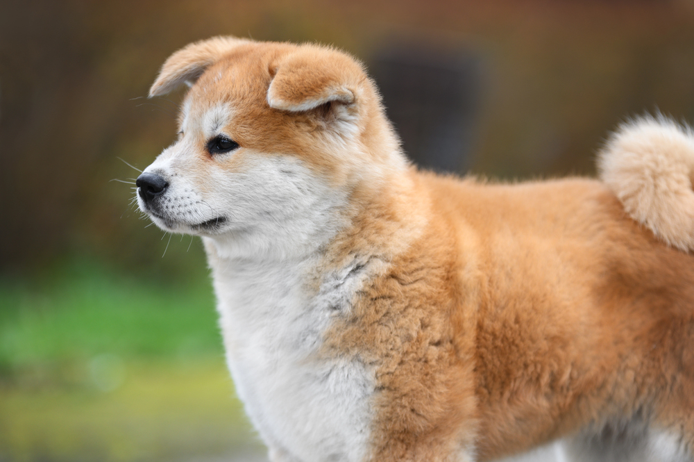 Depositphotos