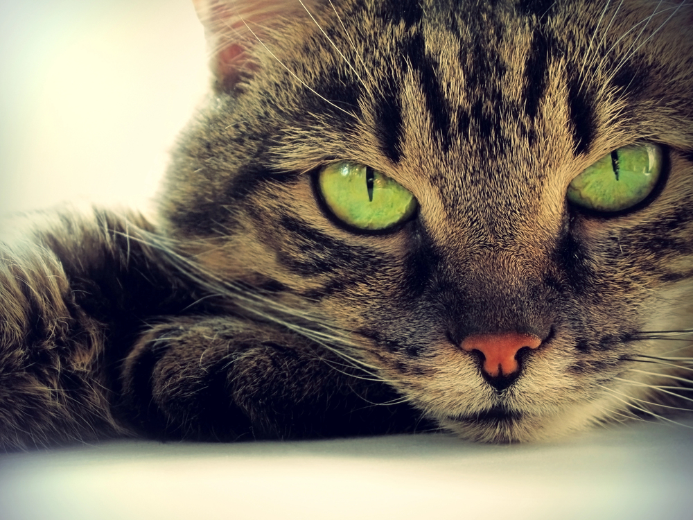 Depositphotos