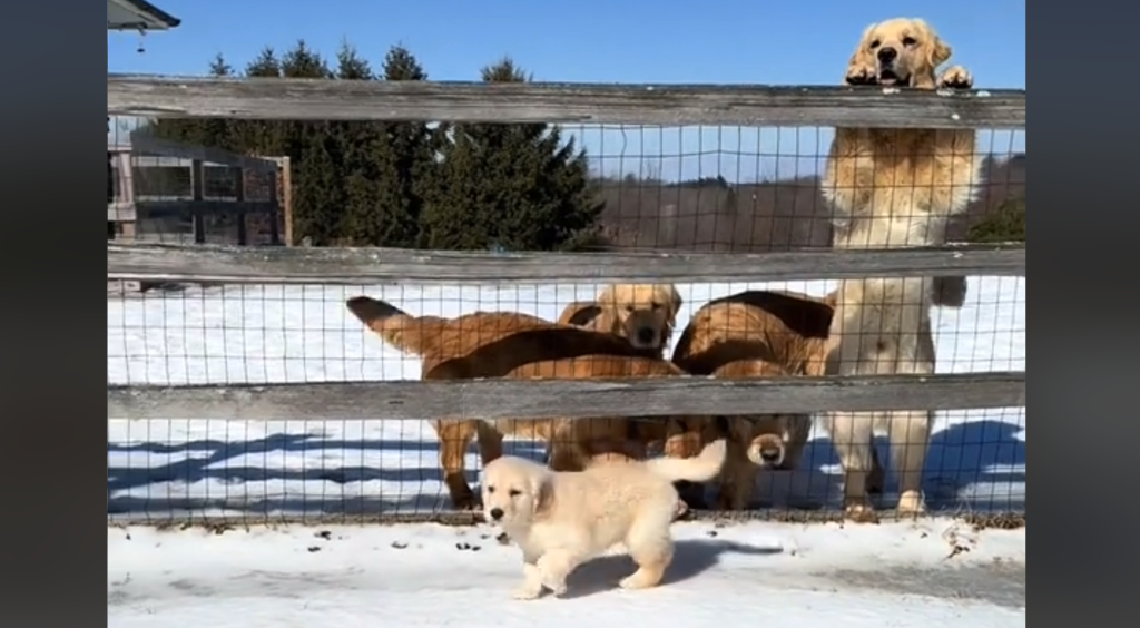 Golden Retrievers känslosamma farväl till sin familj blir viralt