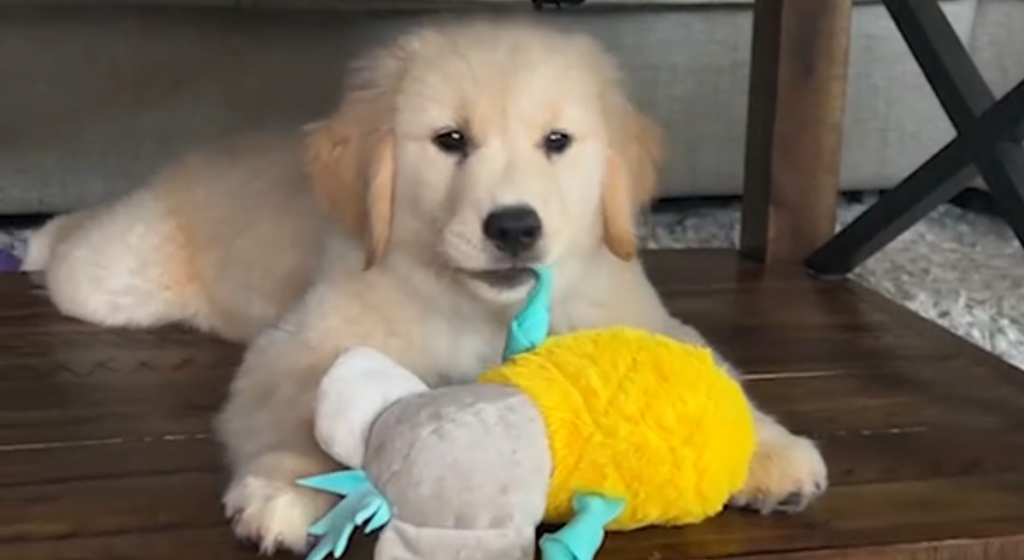 Golden Retrievers besatthet av soffbordet har en överraskande söt bakgrundshistoria