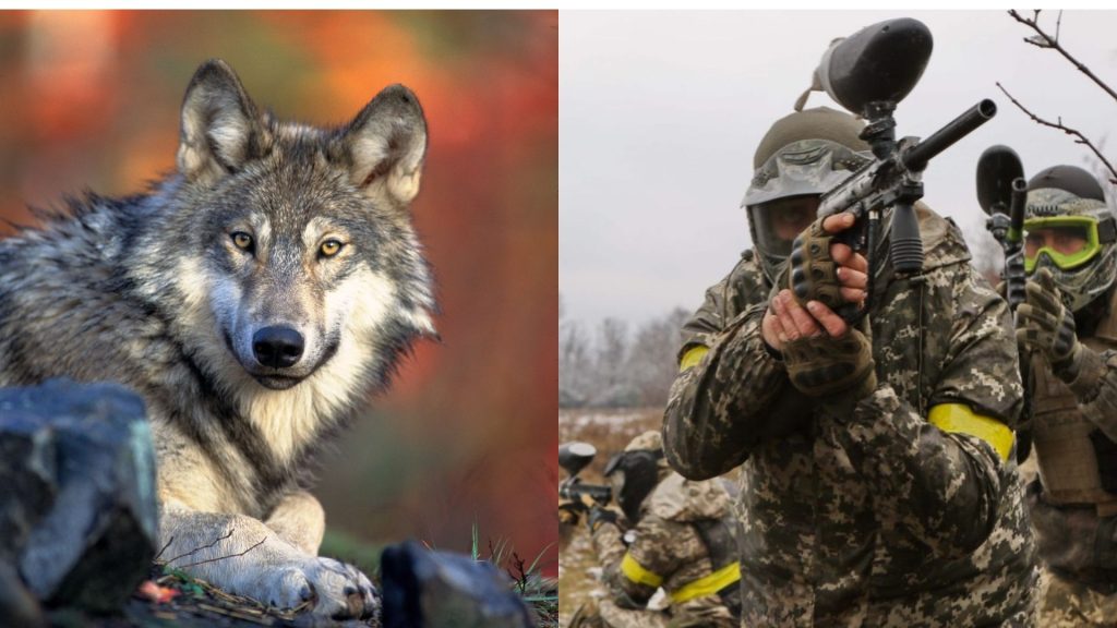 Skott i skogen: Paintball mot vargar – dansk modell för fredlig samexistens