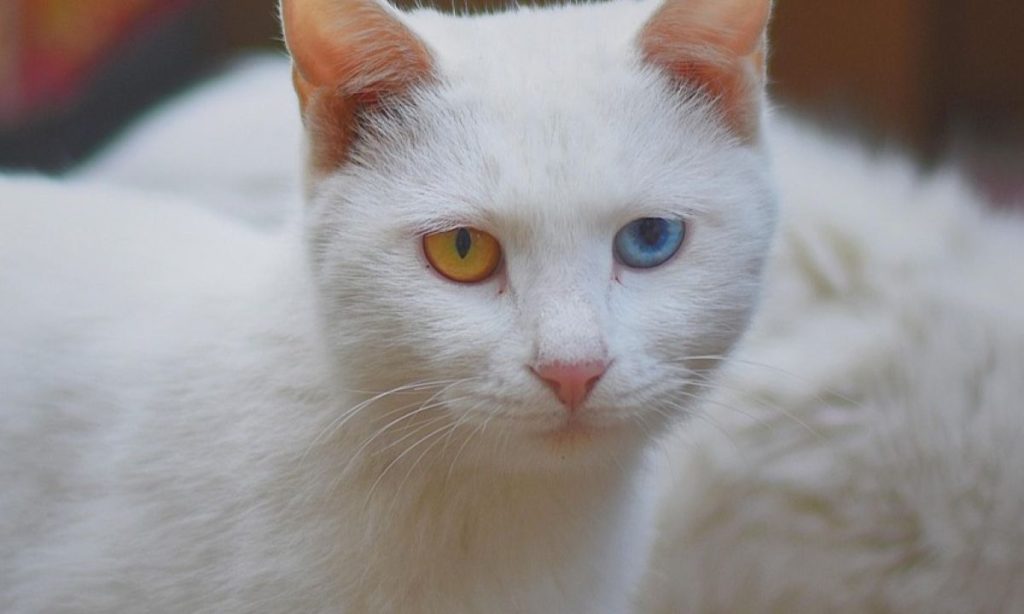 Topp 10 kattnamn för året: Kom din katts namn med på listan?