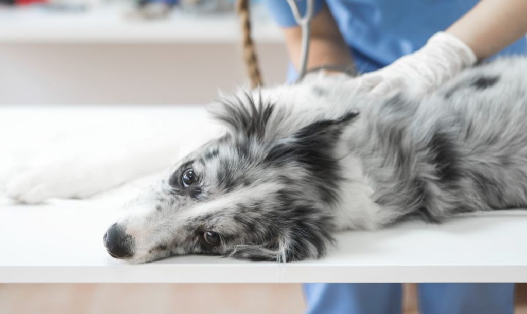 Vad du inte ska säga när ditt husdjur är döende: Veterinär delar med sig av sina tankar