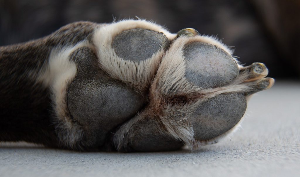 dog-6972111_1280.jpg