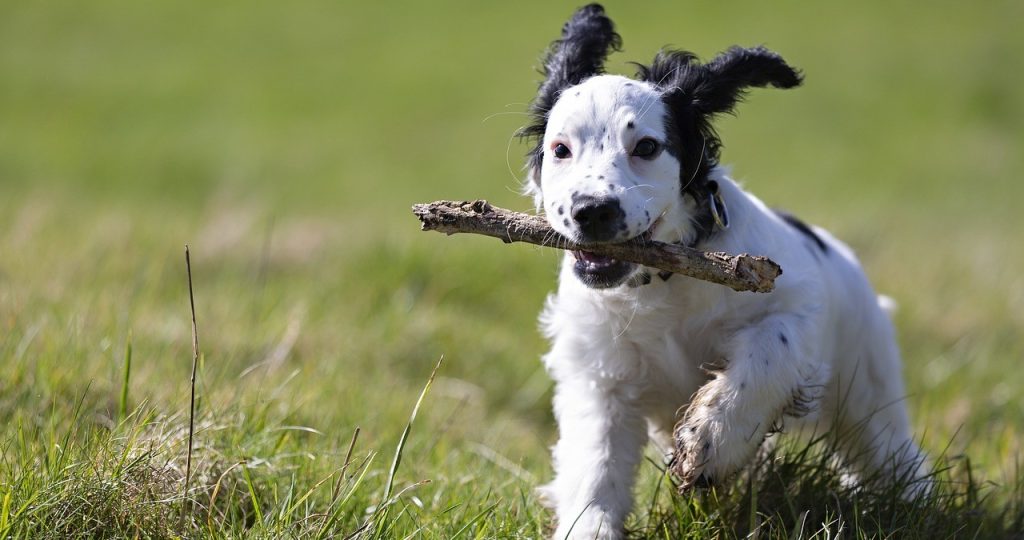 fetch-4957500_1280.jpg