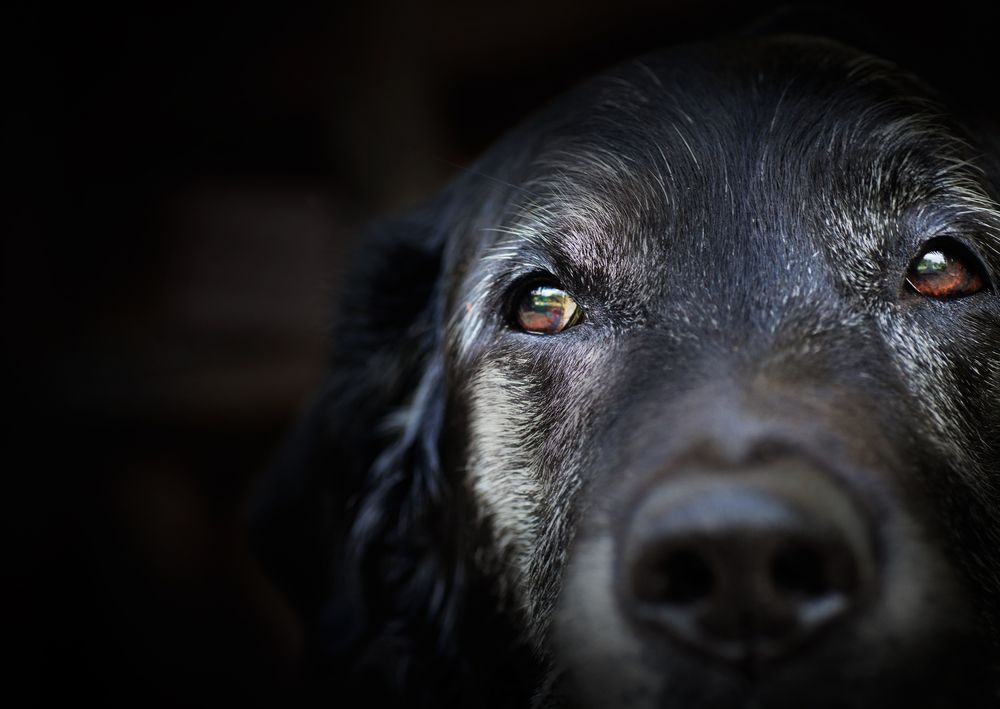 Ta väl hand om din gamla hund
