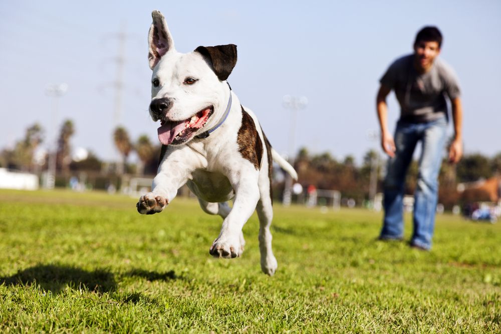 hanhund-fit-2000x2000x80.webp