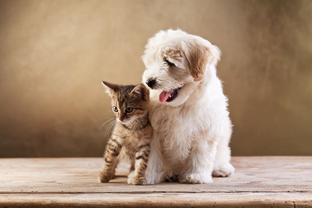 Hur sammanför man bäst en hund och en katt?