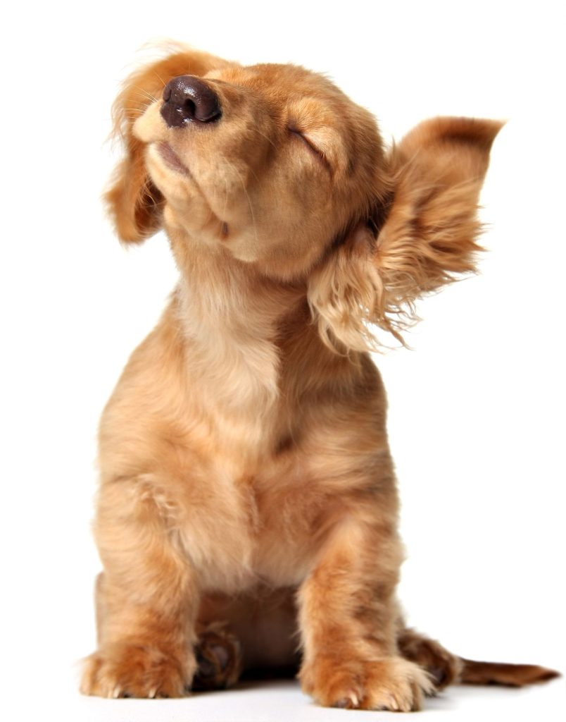 hund-som-ryster-fit-2000x2000x80.webp
