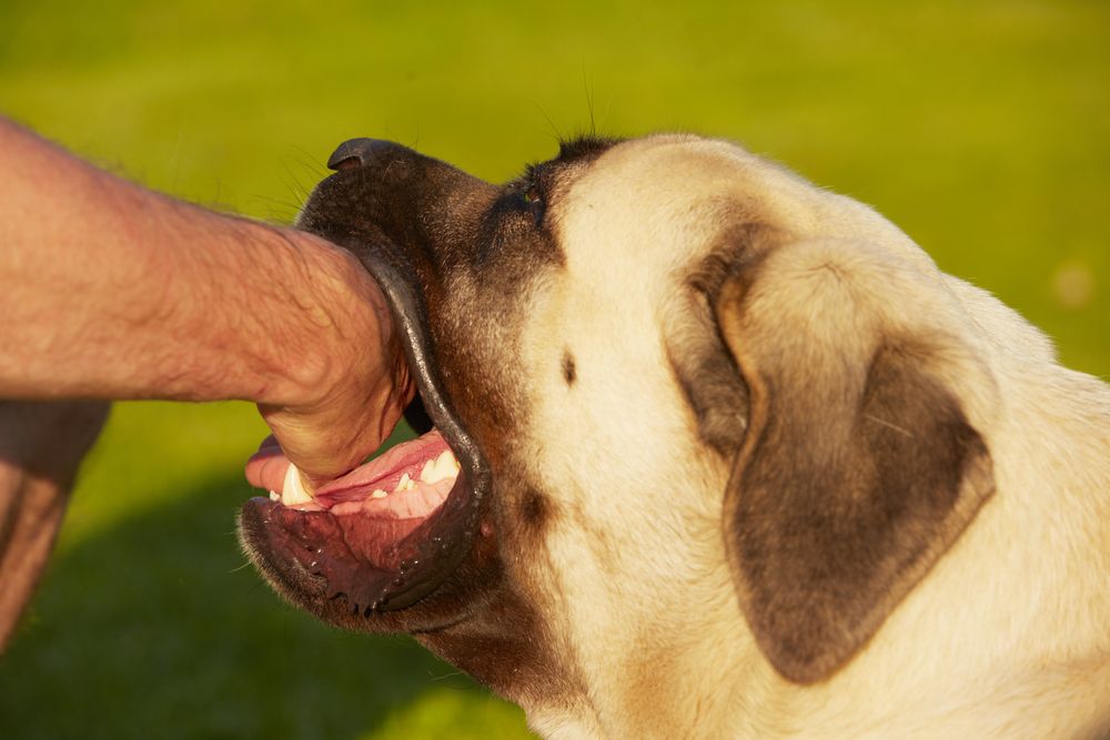 Hjälp, min hund biter mig