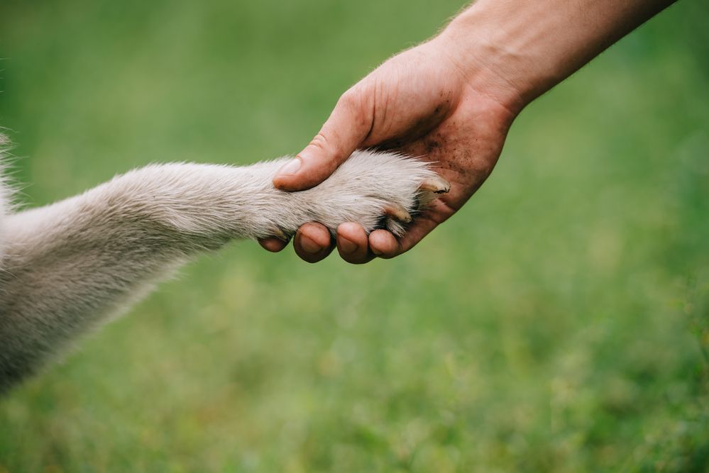 Hundtassar: Lär dig mer om hundens tassar