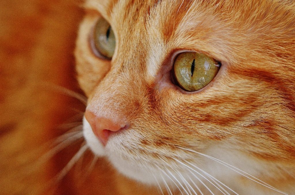 hvad-er-p-piller-til-kat-og-boer-du-give-din-kat-p-piller-eller-ej-bliv-klogere-her-fit-2000x2000x100.webp