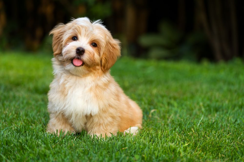 Hur utvecklas en valp från valp till vuxen hund?
