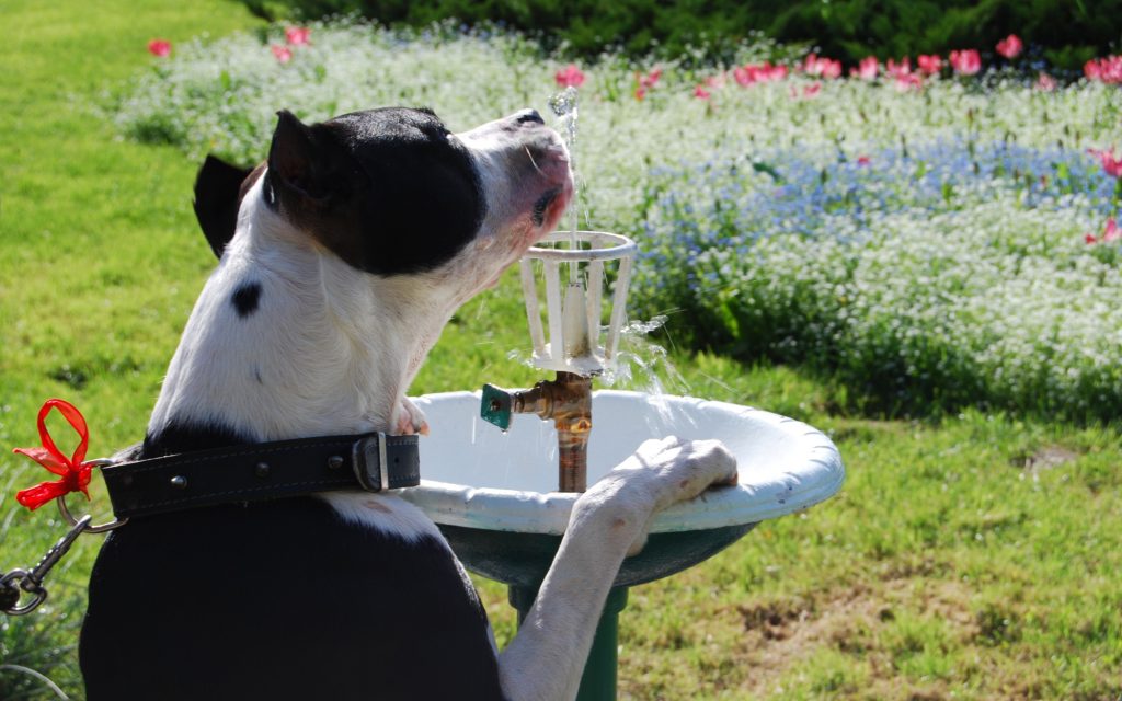 Hur mycket vatten ska en hund dricka?
