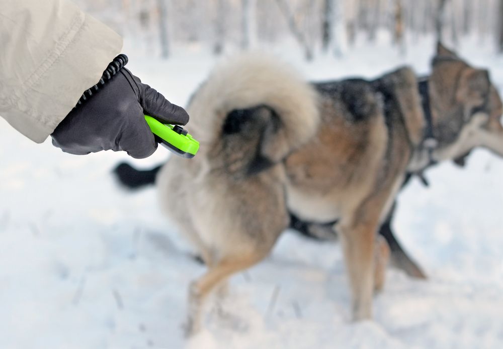 Klickerträning kan hjälpa din hund att förstå dina signaler.