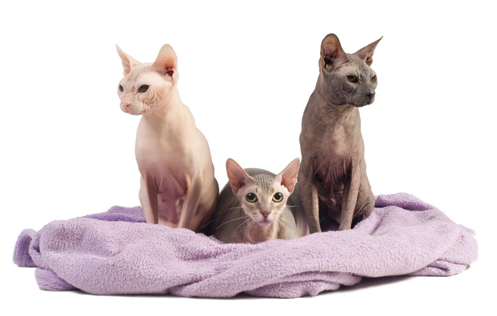 verdens-grimmeste-kat-fit-2000x2000x80.webp