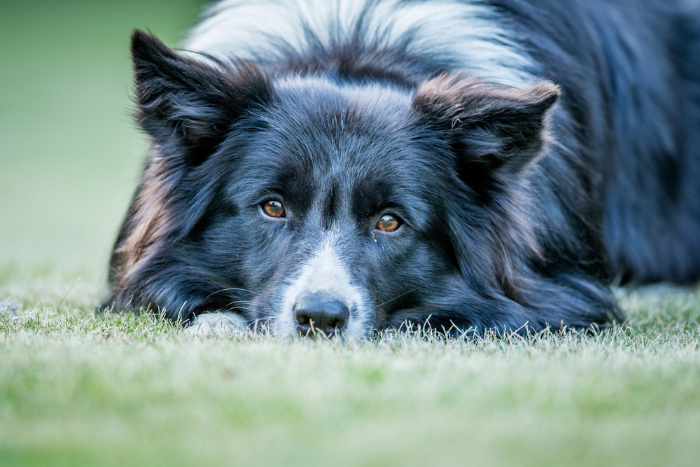 Depositphotos