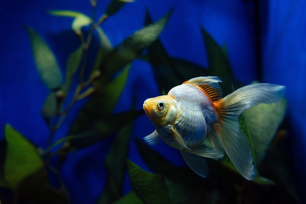 Depositphotos