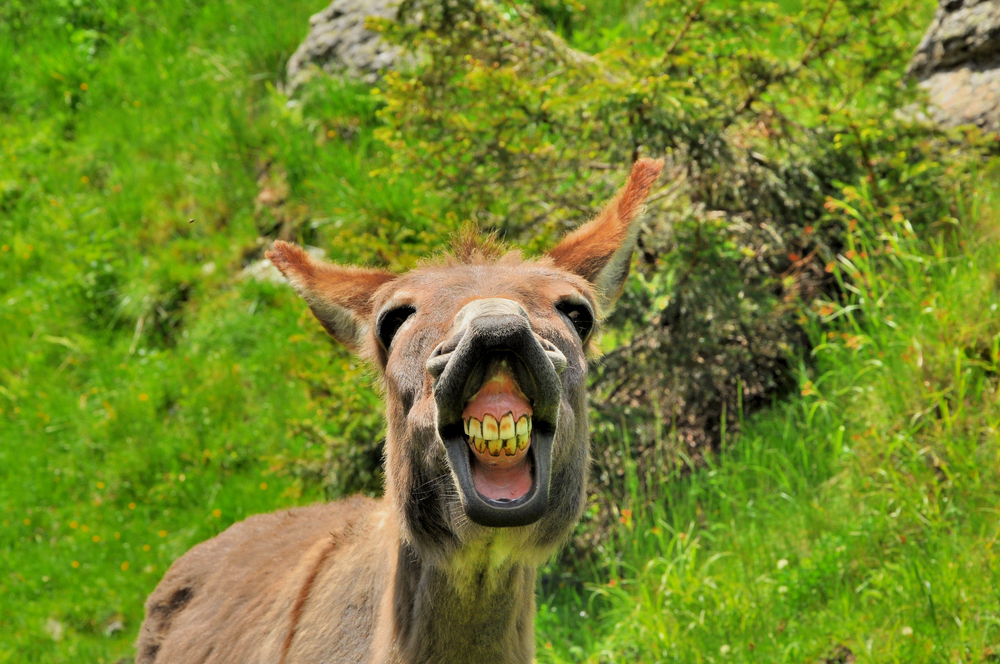 När ödmjukhet bär bördor: Donkey Day som en påminnelse