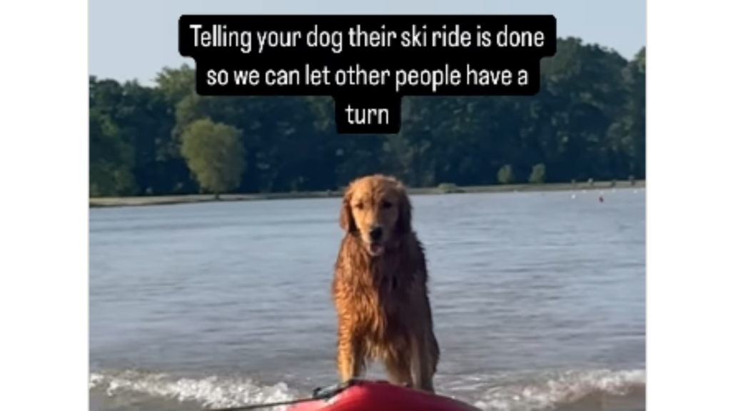 Video: Hunden som stal showen på wakeboard – och vägrade kliva av