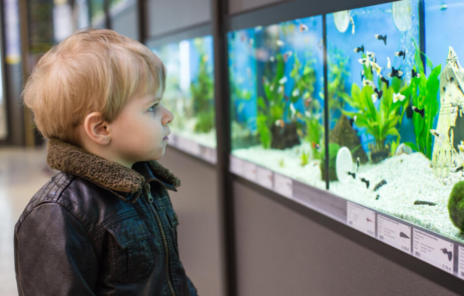 Akvariefisk – så väljer du rätt