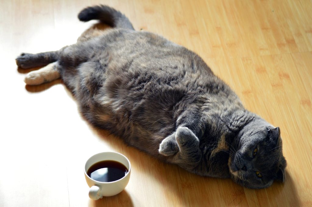 Är min katt överviktig?