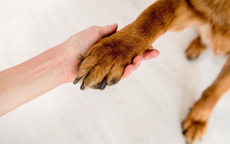 Hundtassar – Så här sköter du om dem