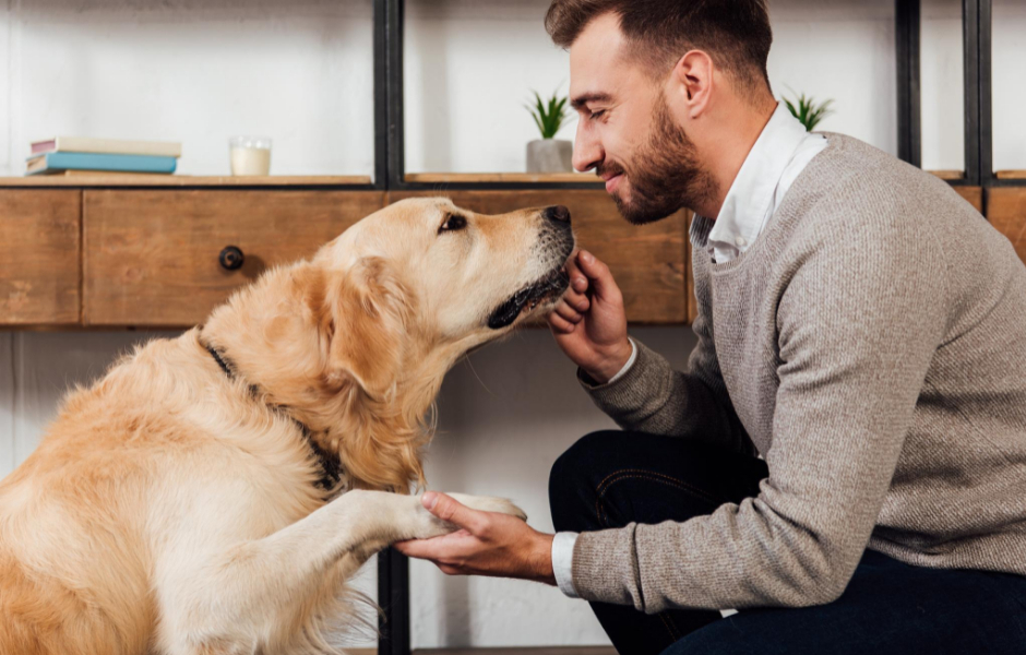 hundetraening-det-behoever-ikke-at-vaere-svaert-laer-alt-omkring-hundetraening-og-hvilke-former-for-hundetraening-der-findes-fit-2000x2000x100.webp