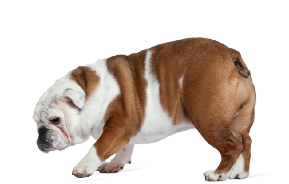 hvad-du-skal-vide-om-engelske-bulldogs-laer-denne-skoenne-hunderace-at-kende-fit-2000x2000x100.webp