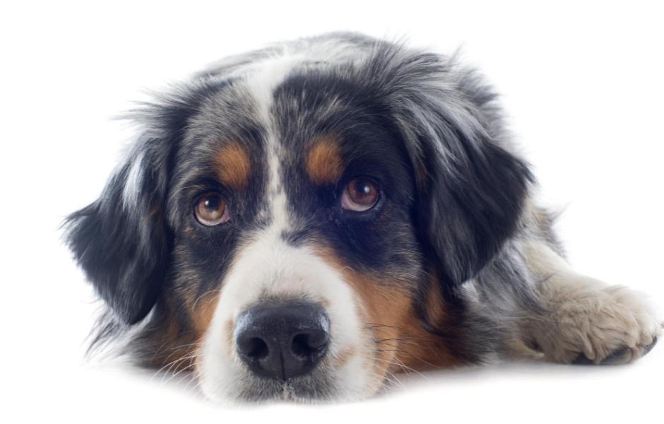 Hur länge kan en hund vara ensam?