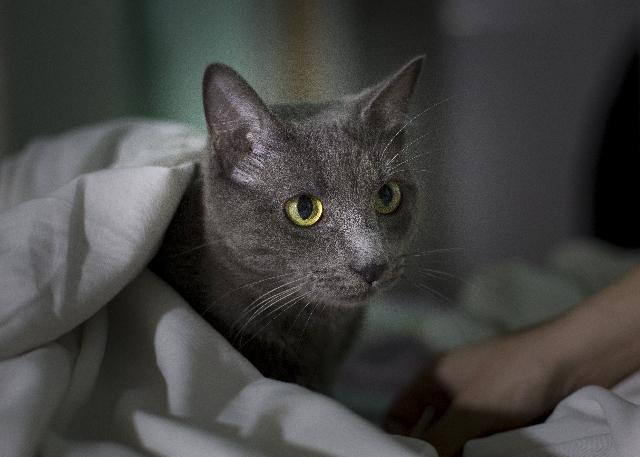 Hur visar sig stress hos katter – och hur uppstår den?