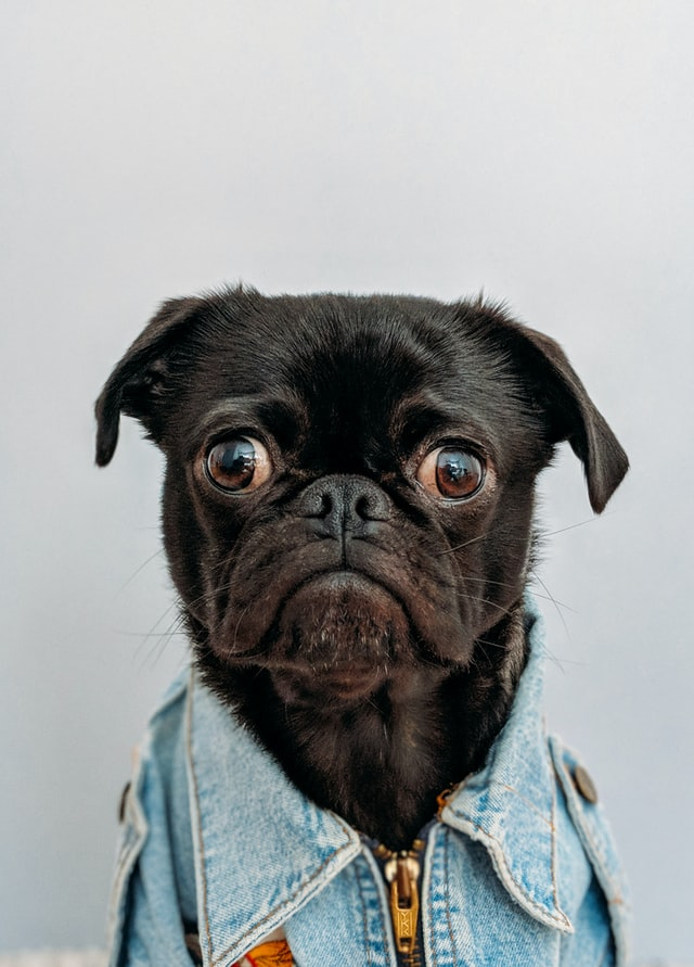 hvorfor-har-nogle-hunde-kort-snude-og-andre-lang-snude-fit-2000x2000x100.webp