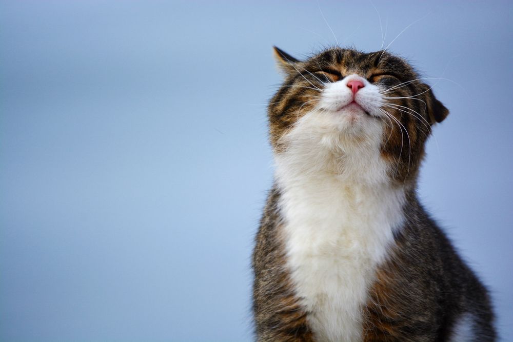 hvorfor-sveder-en-kat-fit-2000x2000x80.webp