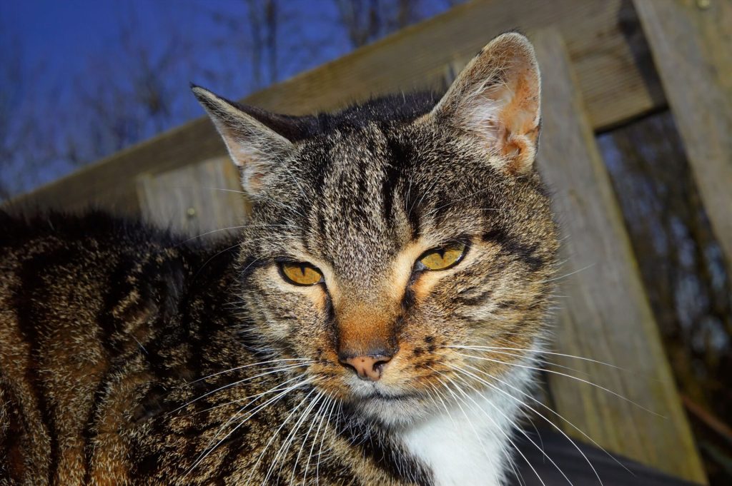 När är en katt gammal?