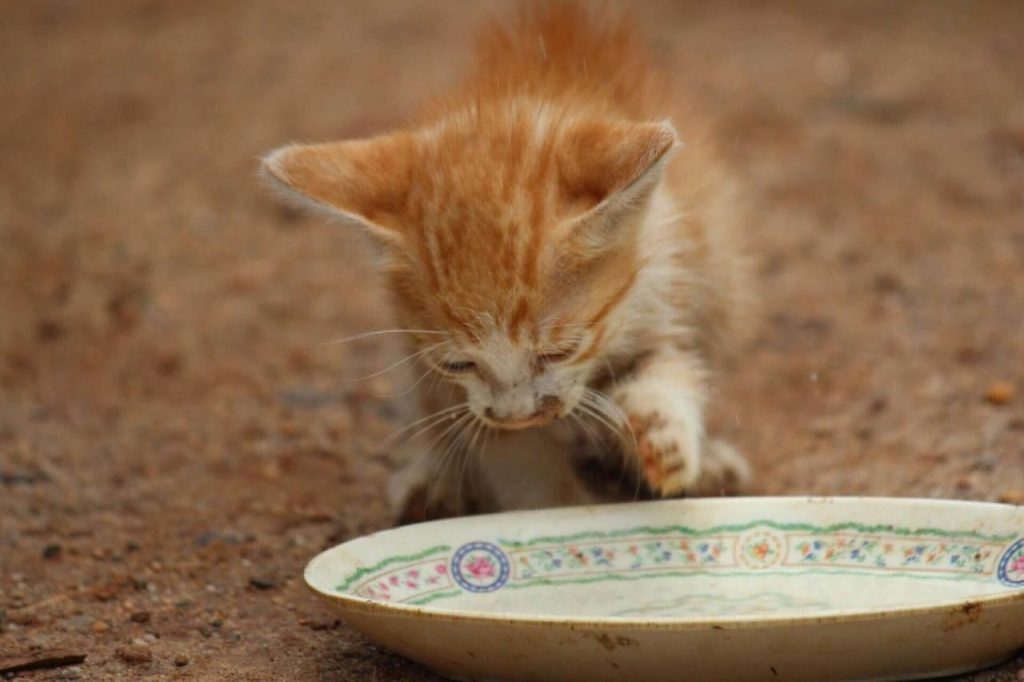Kan katter tåla mjölk?