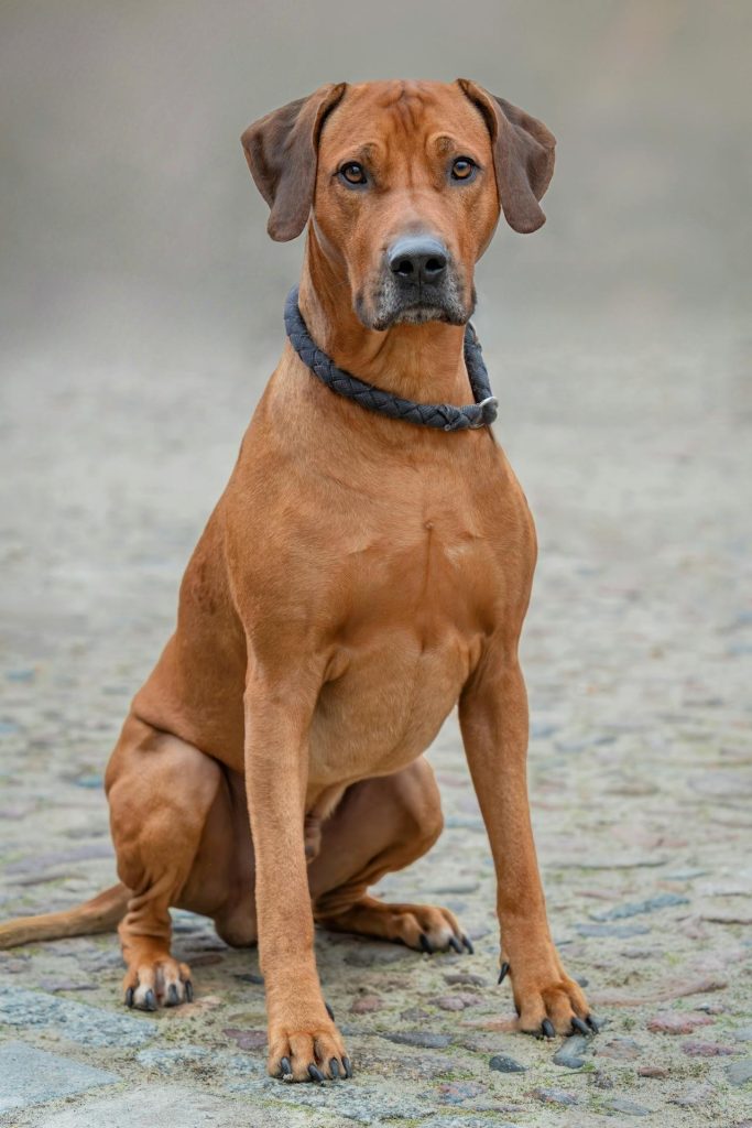 7 saker du inte visste om Ridgebacken