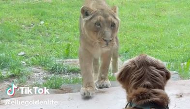 Video: Golden Retrievers på zooäventyr i Ljubljana