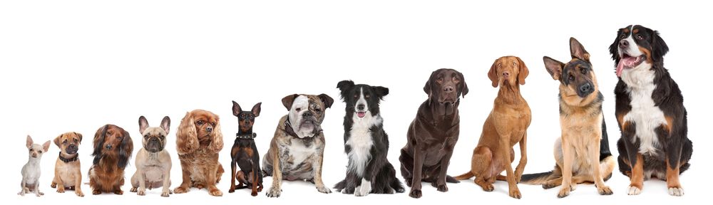verdens-mindste-hund-fit-2000x2000x80.webp