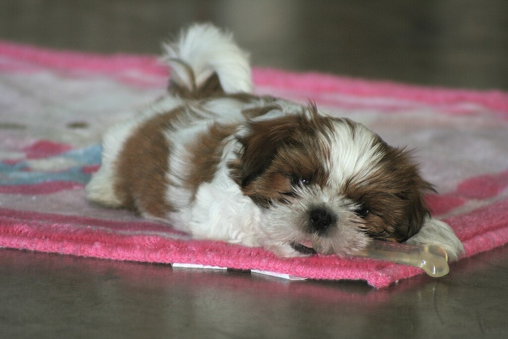 7 saker du (förmodligen) inte visste om Shih Tzu